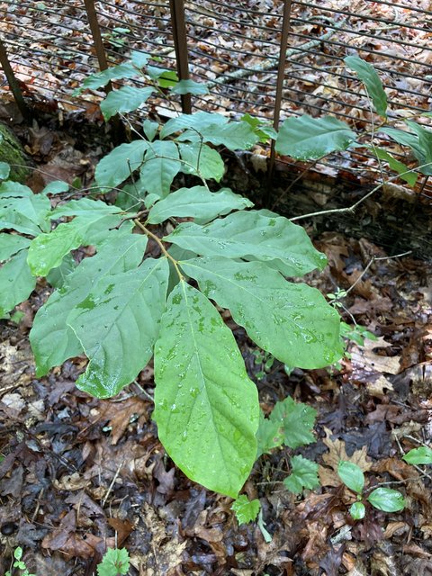 EE5A3EE2-D269-472E-97A9-69073FAAFE0F