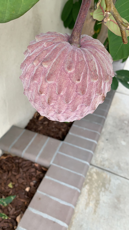 A9-D64-E8-C-45-EF-4365-BA86-D0-ABDDFF3-AC1