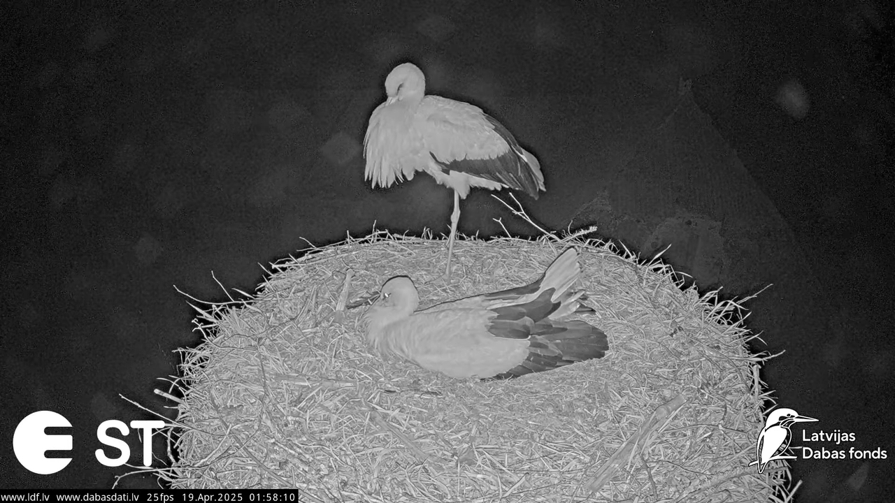 (34) Baltie stārķi (Ciconia ciconia) Tukuma novadā __ White storks in Tukums, Latvia - YouTube - 367