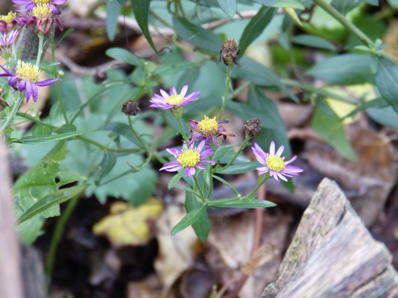 2014-11-30 Novemberblüten 4
