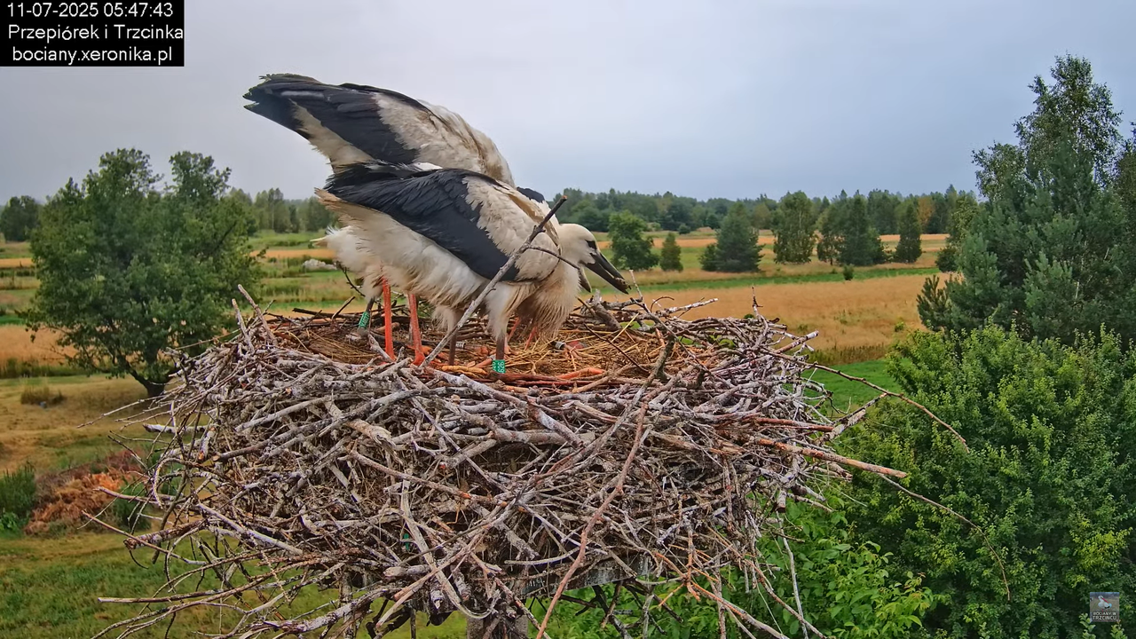 11072025bociany7