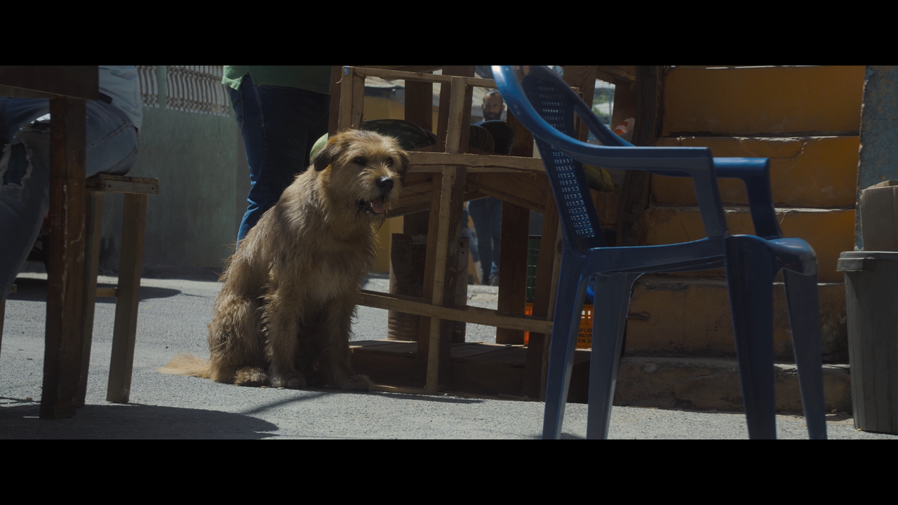 mpv-shot_Arthur.the.King.2024.1080p.BDRemux.AVC-Нечипорук_00_04_13_0001