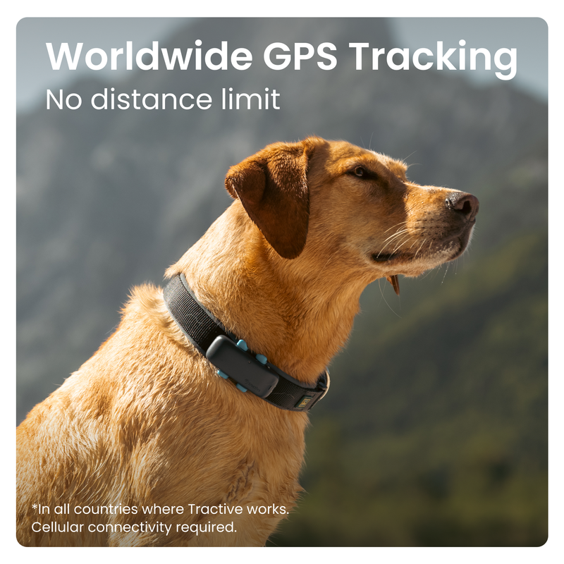 GPS dog tracker