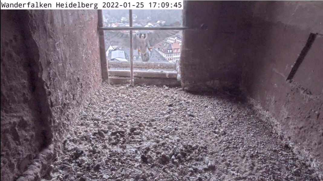 Wanderfalken Heidelberg. - Pagina 2 Video-2022-01-25-170839-Moment