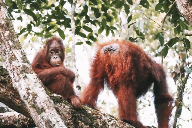 Borneo (P.N. Tanjung Puting) - Singapur e Indonesia 2018 (13)