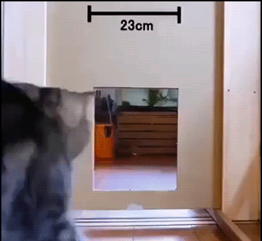 Funny-Cat-GIF-Maru-can-pass-through-small-holes-but-too-small-is-to-small-hahaha-ok-cats.gif