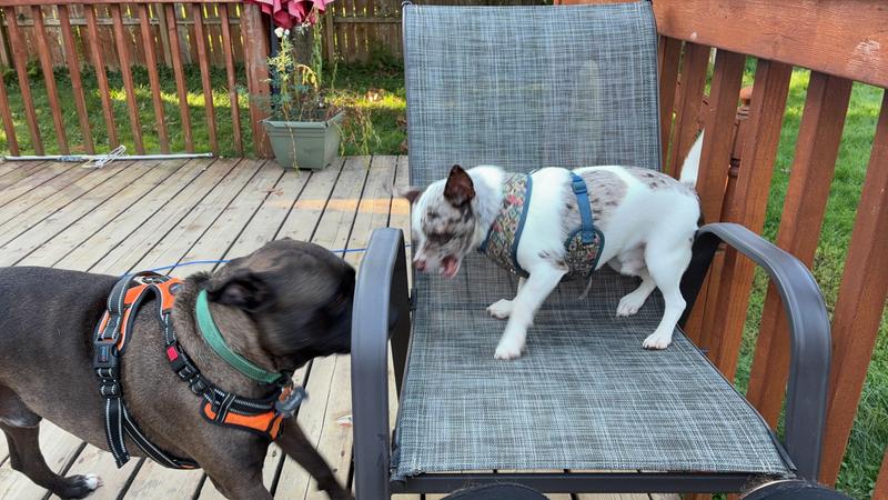 64B36907 265C 43A7 9F29 0D65AD192E68