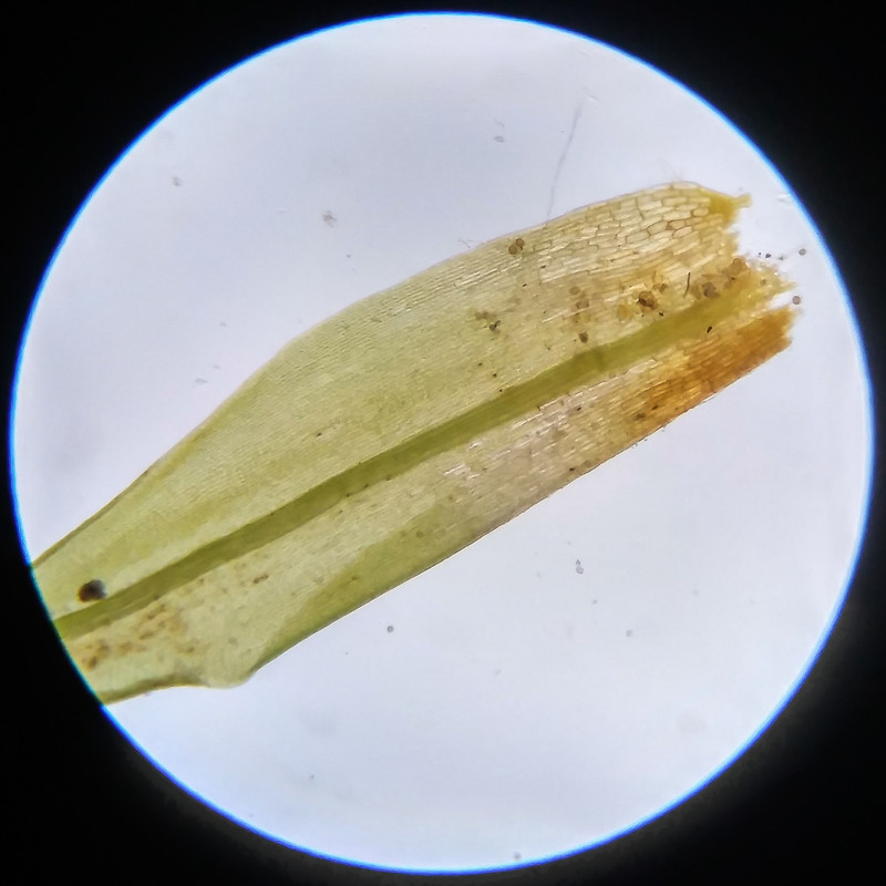 IMG 20250617 121719 HDR