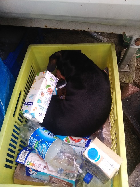 [Image: poubelle.jpg]