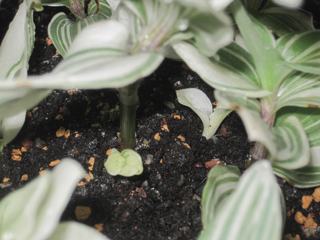 Новые побеги