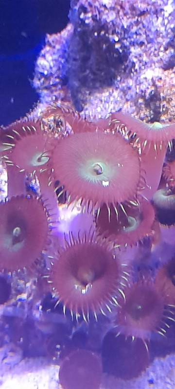 изображение_viber_2021-04-04_08-38-41