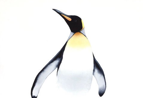 King Penguin Watercolour - Keeping it Simple