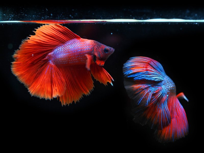 red-siamese-fighting-fish.jpg