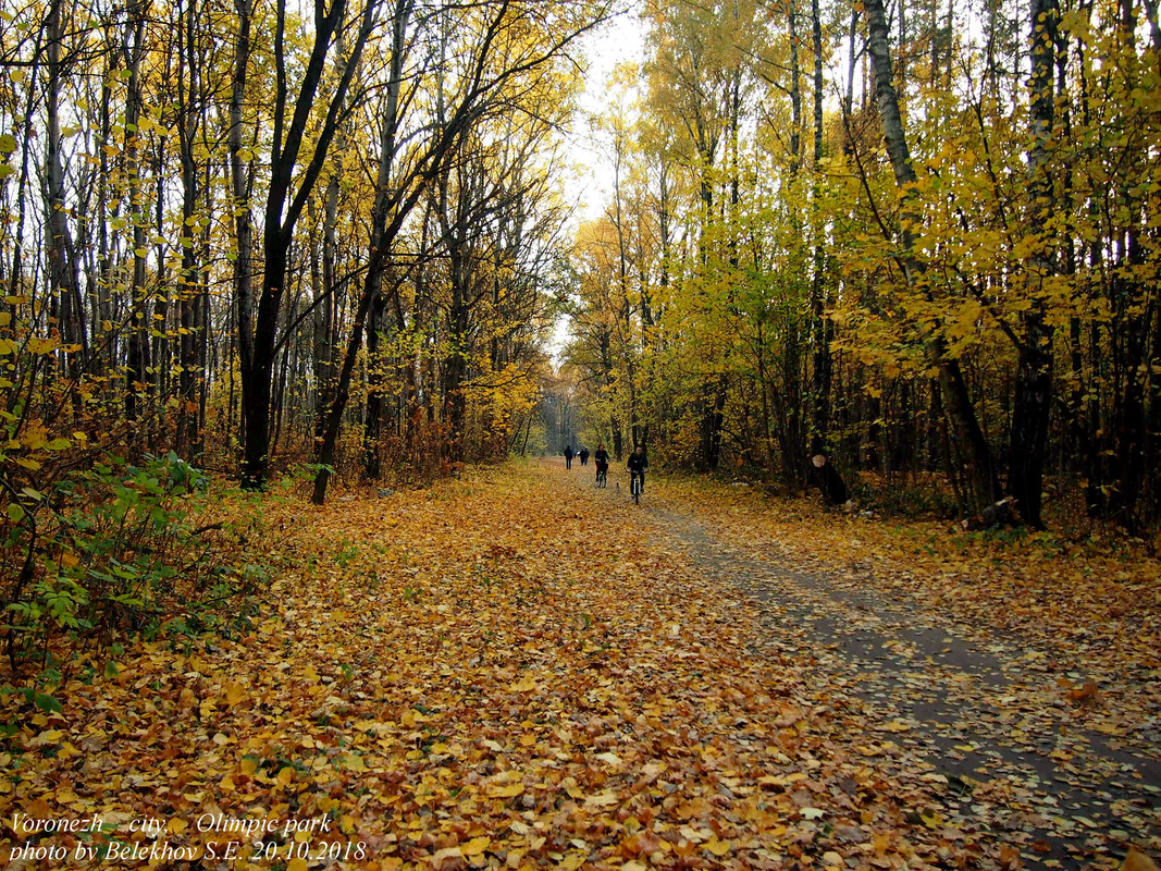 Воронеж, Олимпик, осень