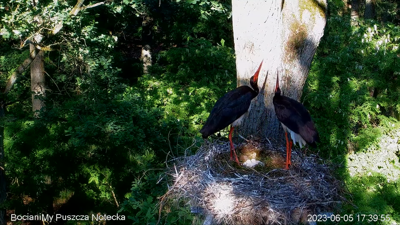 Zrzut ekranu (17368)