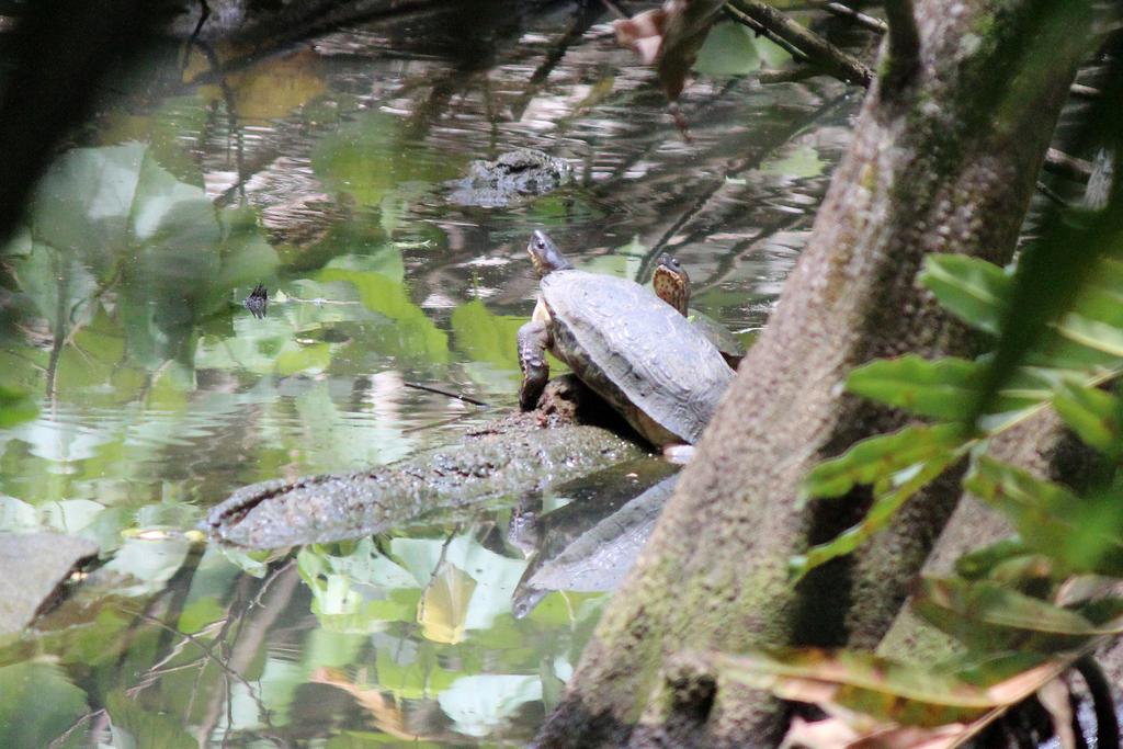 DE TORTUGAS Y PEREZOSOS. COSTA RICA 2019 - Blogs de Costa Rica - DÍA 5: PARQUE NACIONAL CAHUITA (20)