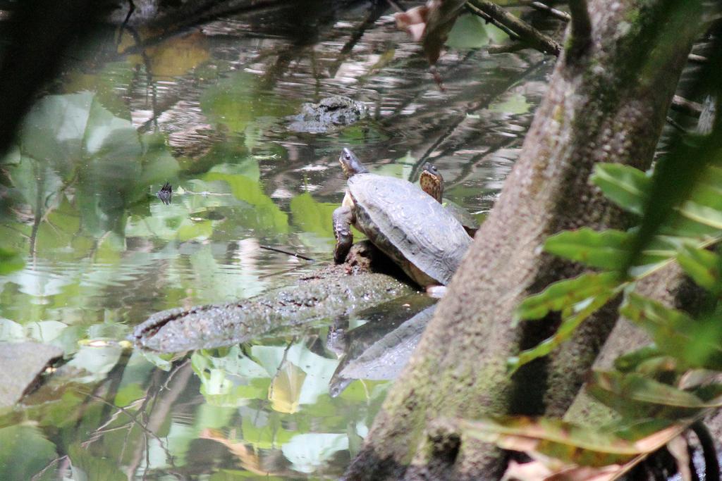 DÍA 5: PARQUE NACIONAL CAHUITA - DE TORTUGAS Y PEREZOSOS. COSTA RICA 2019 (20)