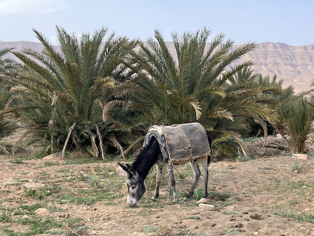 El Valle del Drâa, la gran arteria del sur de Marruecos - Blogs de Marruecos - Información viajera e histórica (21)