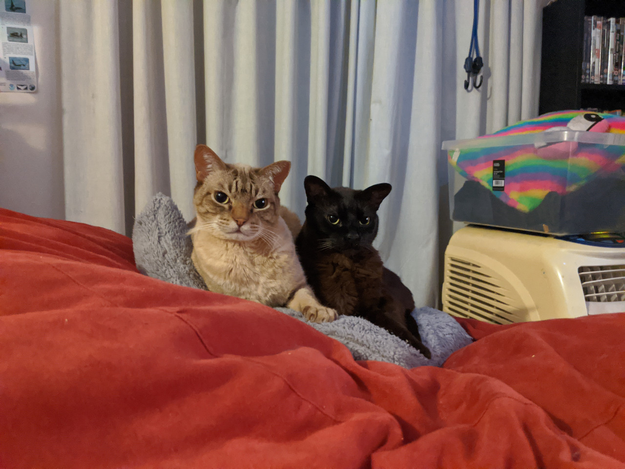 IMG 20200314 205747 Copy