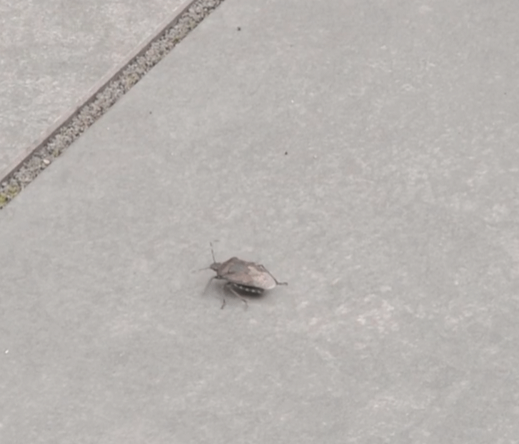 cvtr.gif
