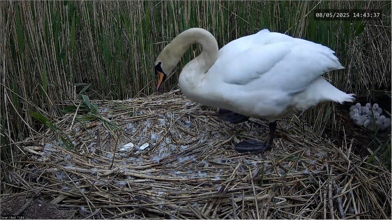 🔴 TIEŠRAIDES Gulbju ligzda 🦢 _ Putnu kameras _ Roberts E. Fullers 13-26-30 screenshot
