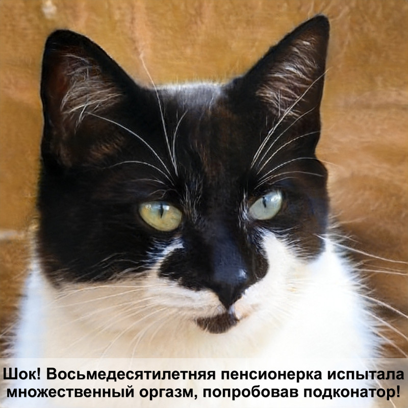 сколько стоит бенгальская кошка