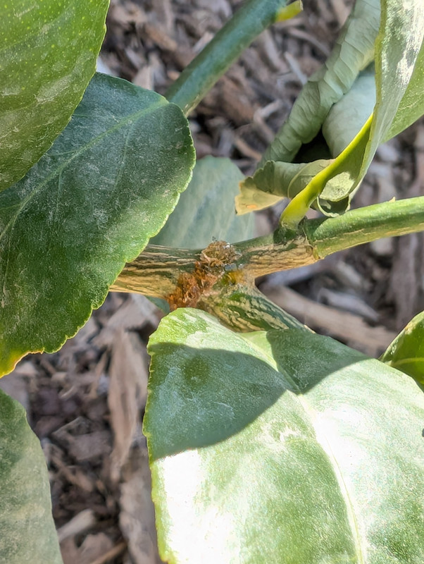 PXL_20250215_211000043