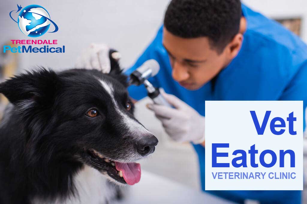 Affordable Vet clinic in Eaton