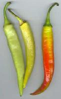 paprika-ljuta.jpg