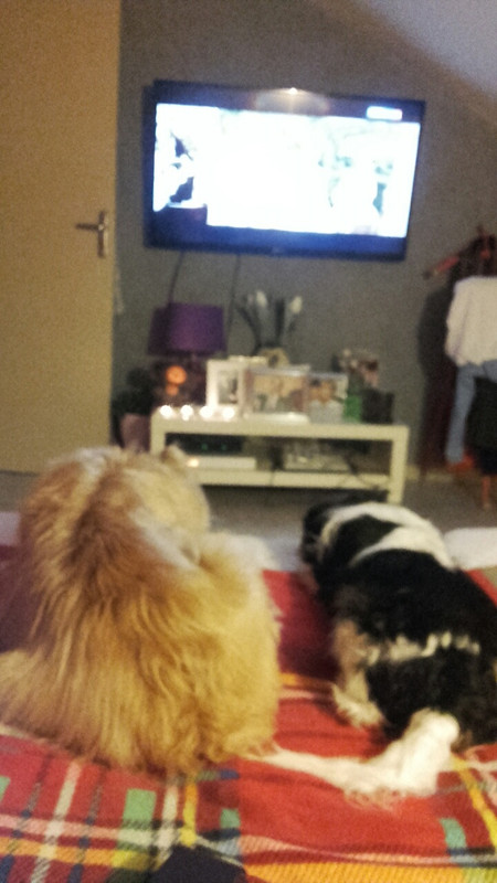 смотрят олимпиаду