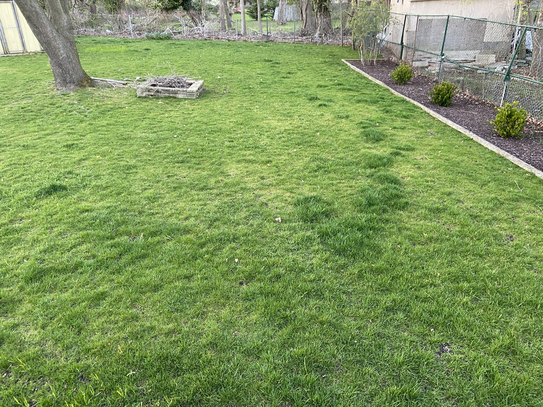 Thick & Tall Dark Green Patches Lawn Care Forum