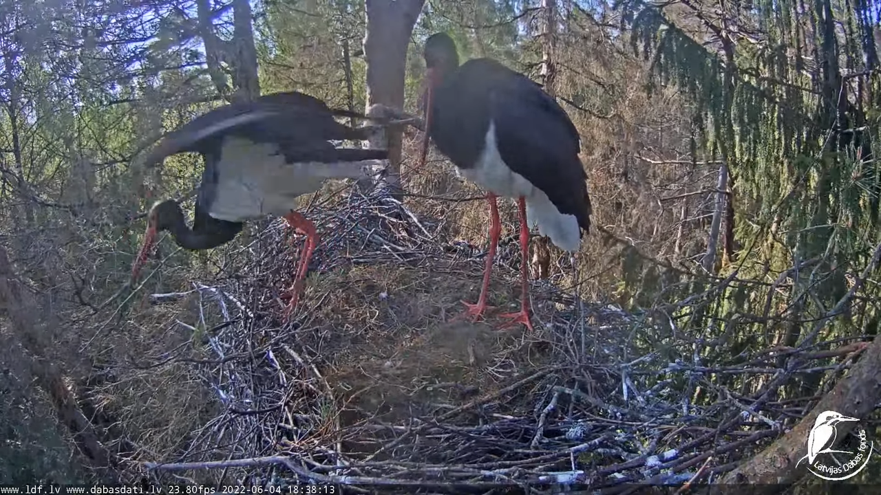 Melnais stārķis (Ciconia nigra) Siguldas novadā - LDF tiešraide 10-39-36 screenshot