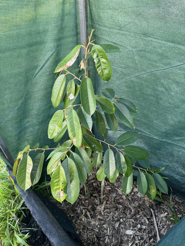 524614250 25047595438160458 1813623101352679296 n