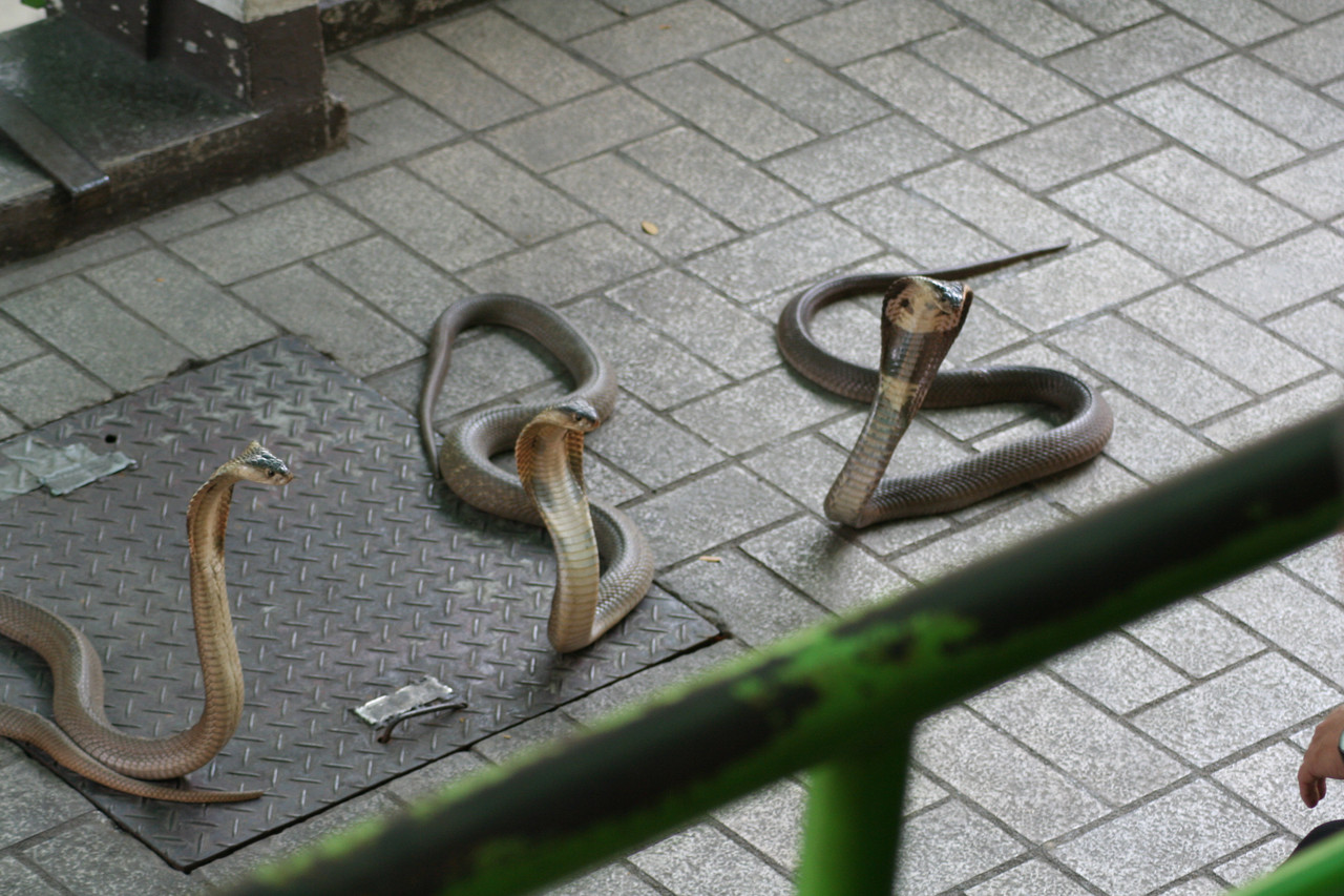 Thailand-2005-(960).jpg