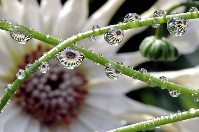 https://i.postimg.cc/brR6yPCw/2019-Nature-Flowers-Drops-on-the-green-stalks-of-a-flower-135437.jpg