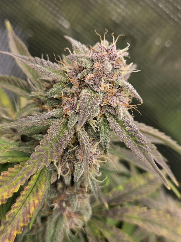 Messenger creation 7BAA9CD7 E82E 45F6 98BB 3DF5FCBCAC94