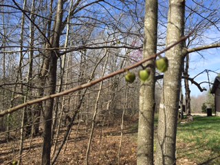 pawpaw 3-17
