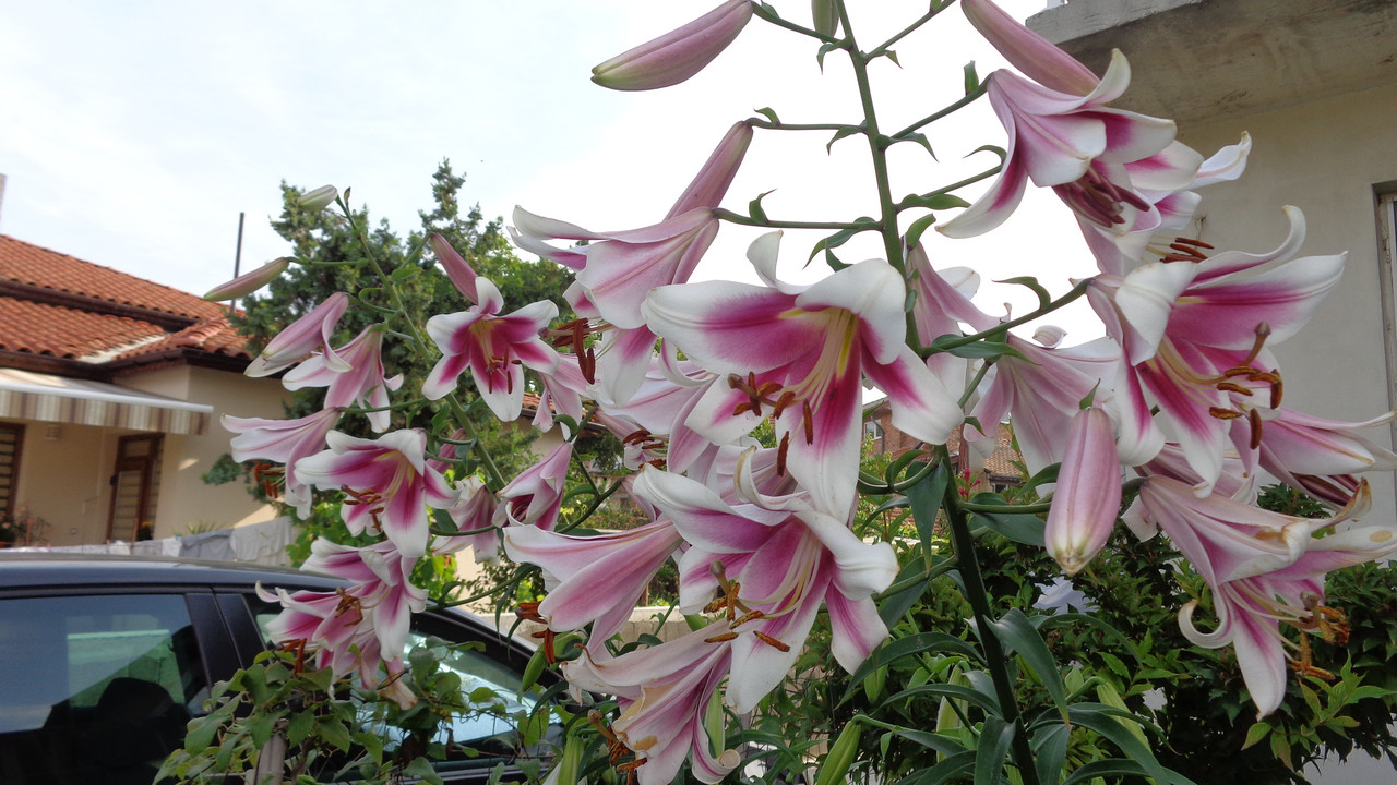 Лилиум 2020 - Страница 11 - Форум HobbyKafe.com