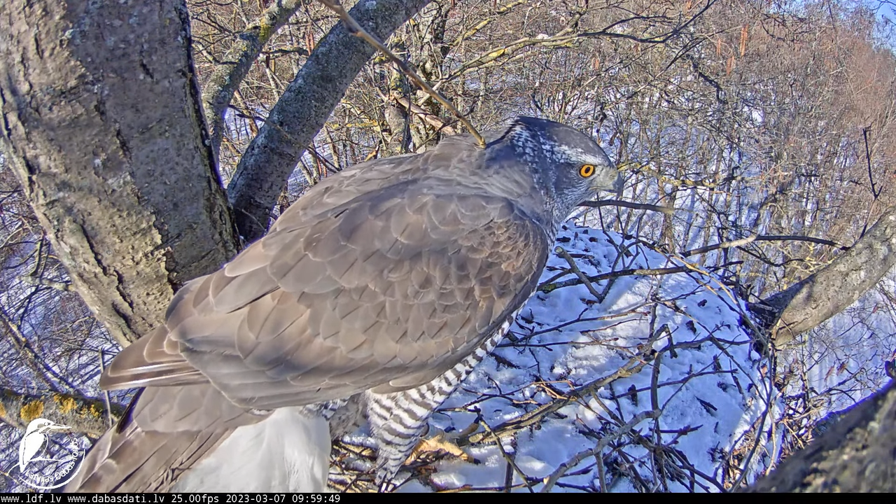 Vistu vanags (Accipiter gentilis) Rīgā - LDF tiešraide __ Goshawks, Riga, Latvia 12-20-54 screenshot