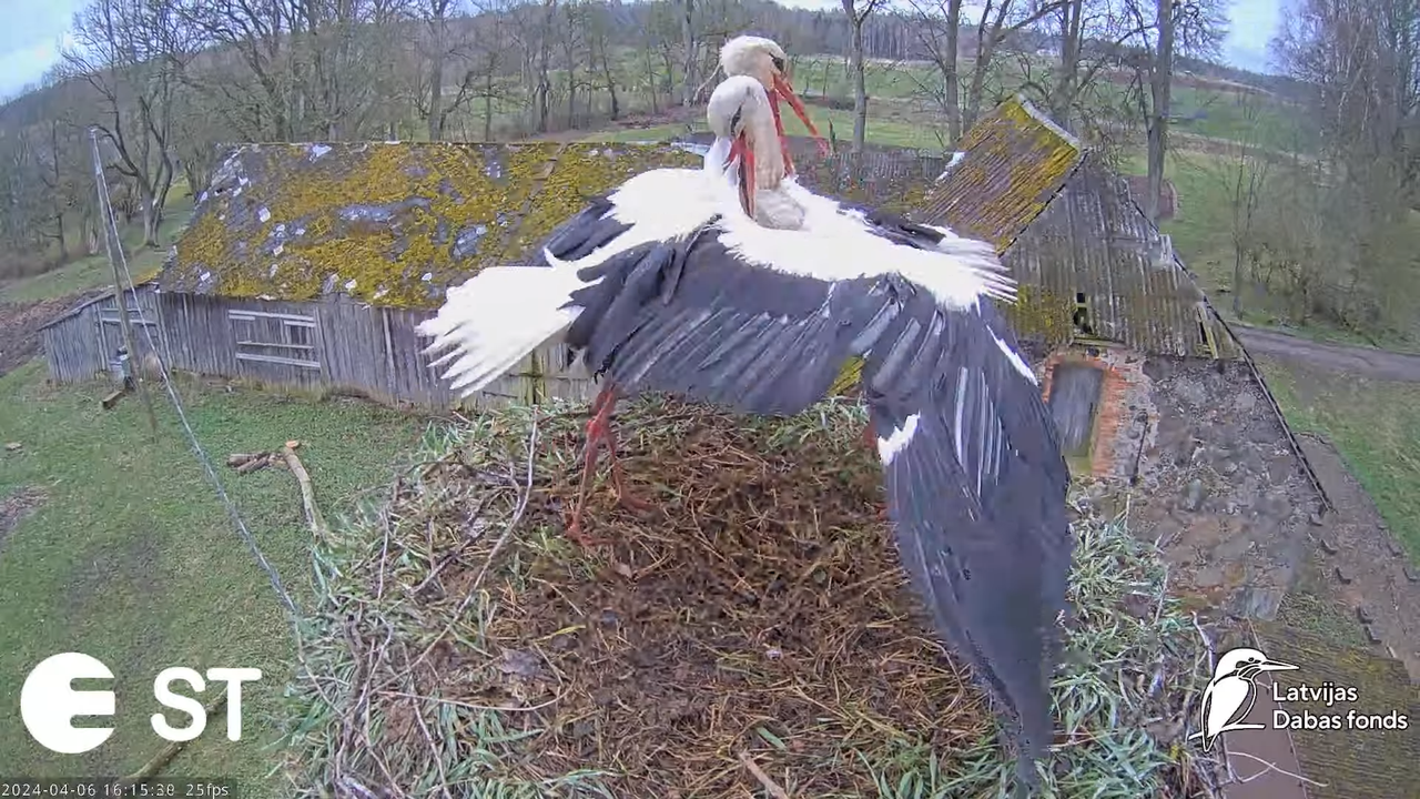 Baltie stārķi (Ciconia ciconia) Tukuma novadā - LDF tiešraide __ White storks in Tukums, Latvia 13-2