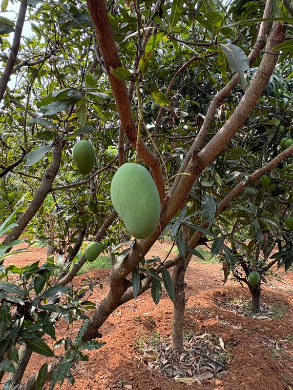 Himapasand Mango Tree