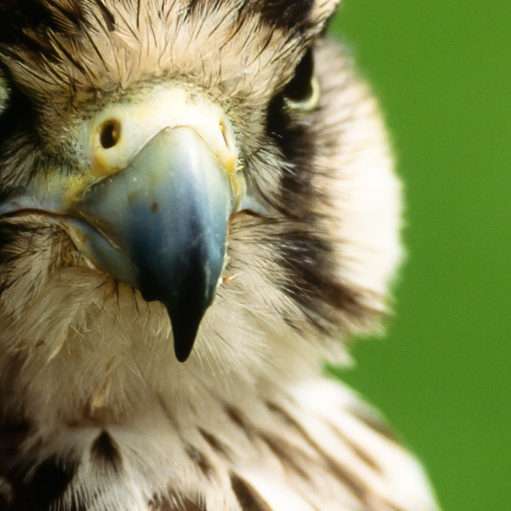 Falcon-100-crop-after-Topaz.jpg