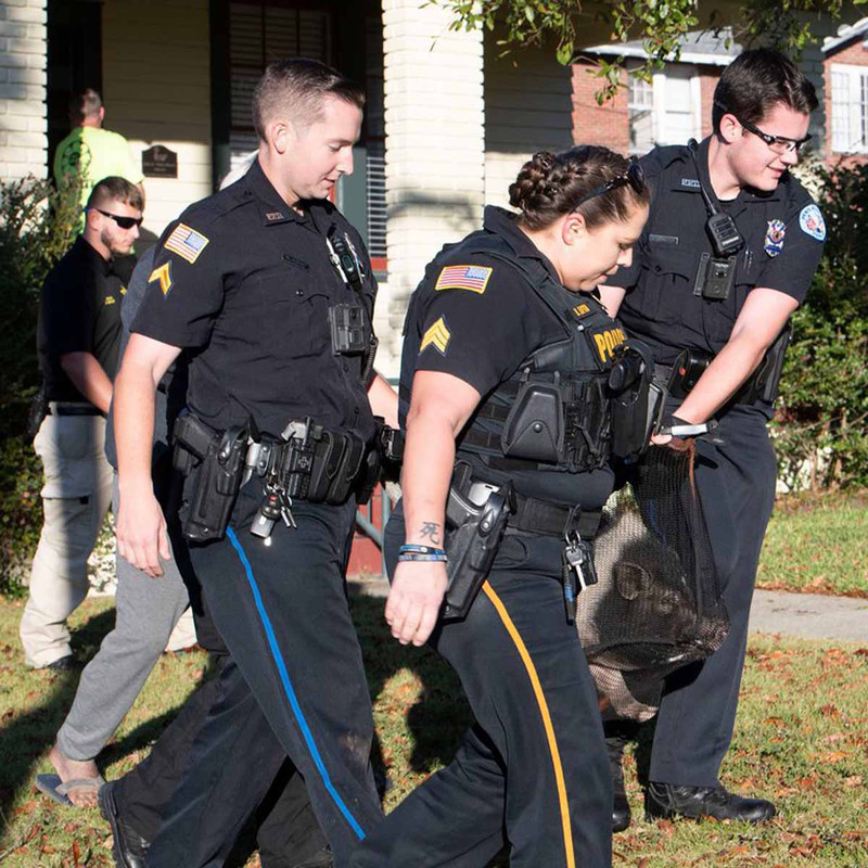 Cerdo desata persecución policíaca y las imágenes son bastante divertidas