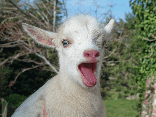 trippy-goat.gif