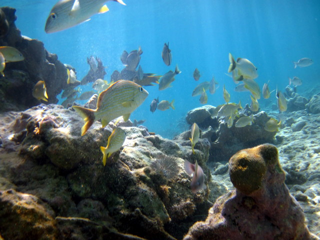 TRS Yucatan Hotel- Palladium. Solo Adultos. Riviera Maya - Foro Riviera Maya y Caribe Mexicano