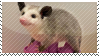 opossum3