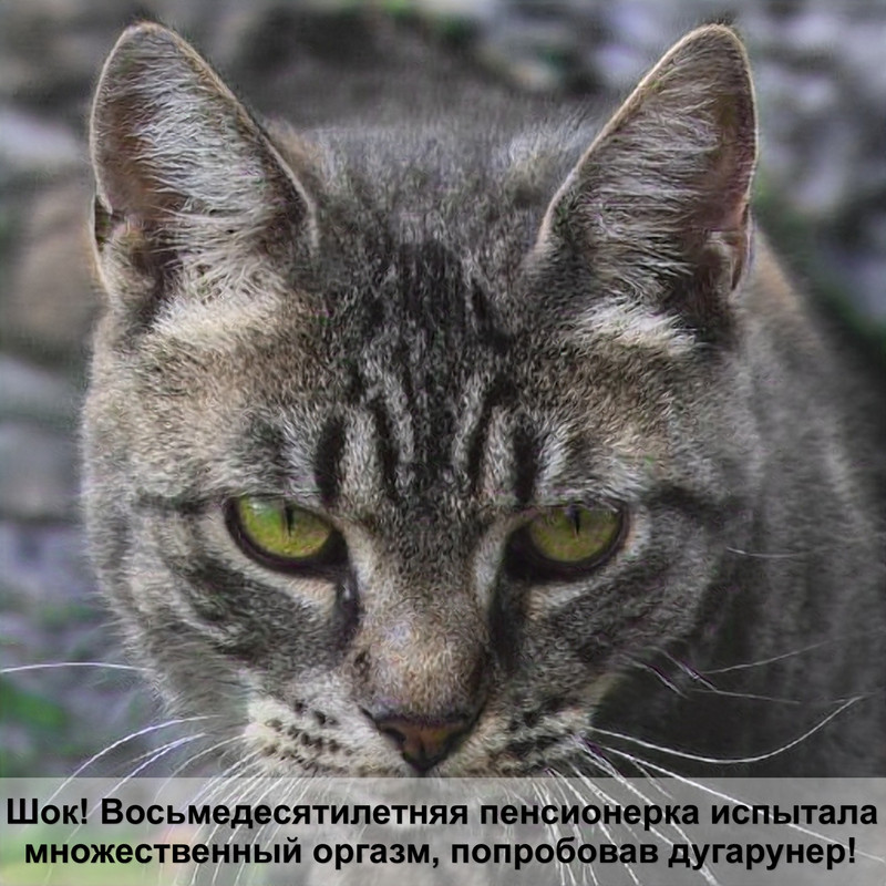 бумажный наполнитель для кошек