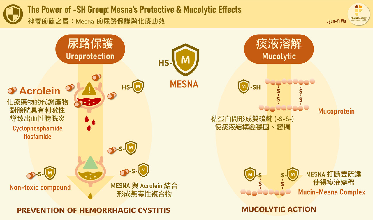 一個成分，兩種用途：認識 Mesna 的雙重角色