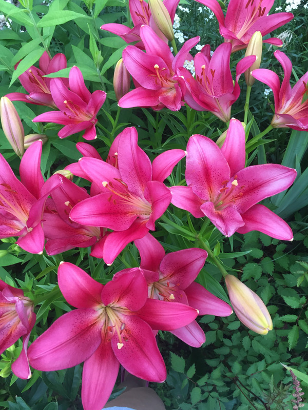 6B6AA822-655C-4C2D-9E83-280670A06880