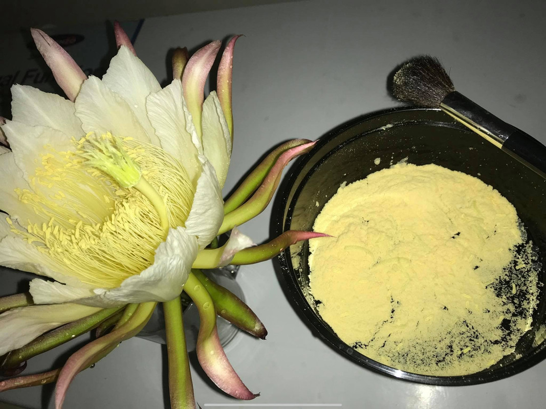 pollen-of-dragon-fruit.jpg